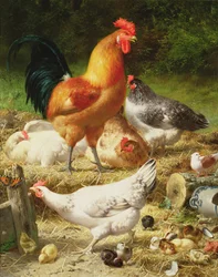 Poulets